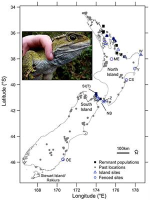 Novel Conditions in Conservation Translocations: A Conservative-Extrapolative Strategic Framework